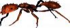 ant control