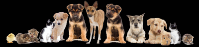 theresas dog sitting shawnee oklahoma 